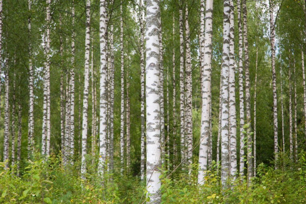 Det lönar sig att gynna lövträd vid sidan om barrträd i beståndsvården.