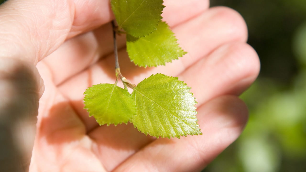 Metsän periminen ja metsä perunkirjoituksessa