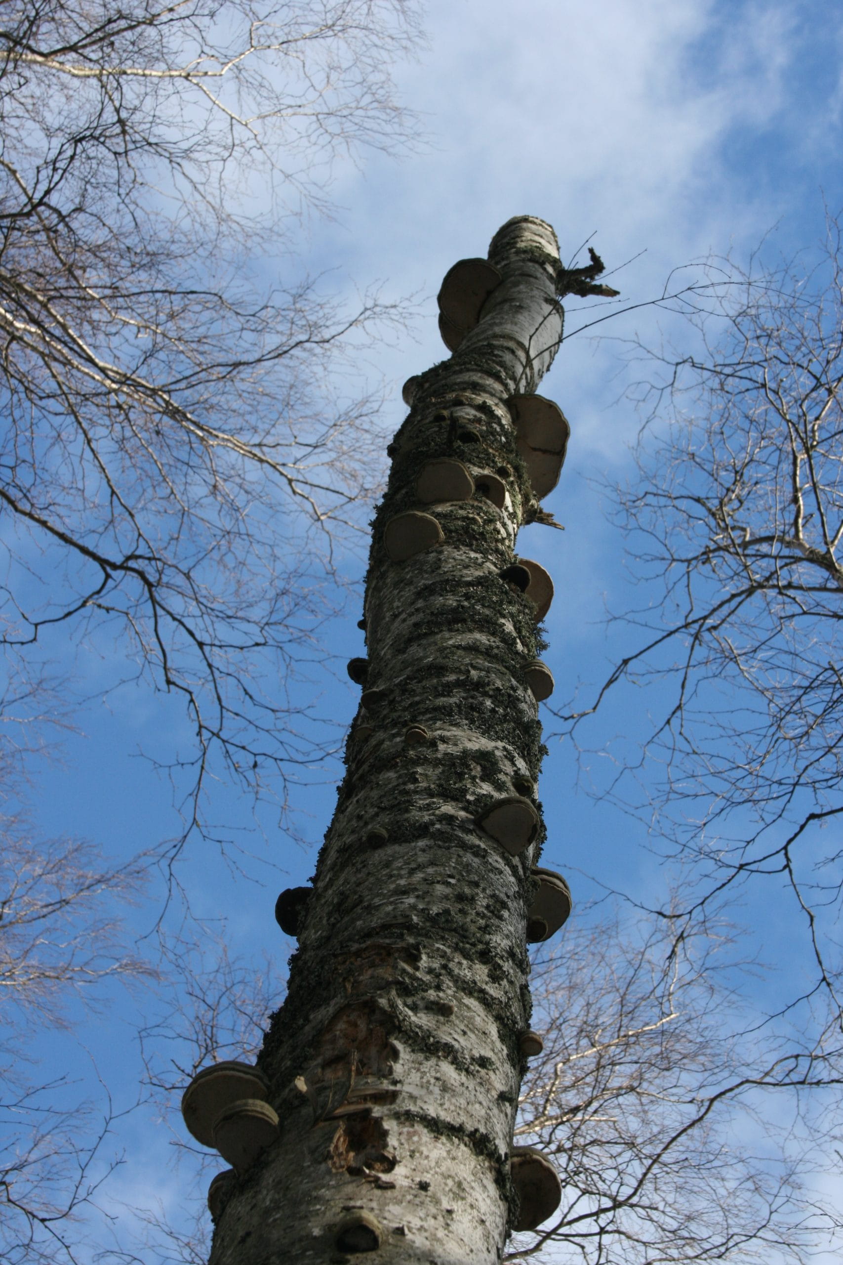 Tuottavaa metsätaloutta ja luontoarvoja