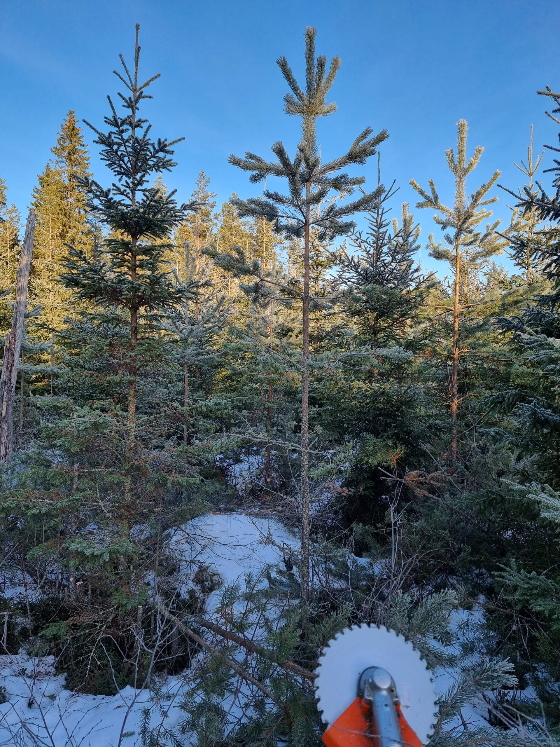 Millaisissa kohteissa kuusen ja männyn sekauudistaminen toimii?