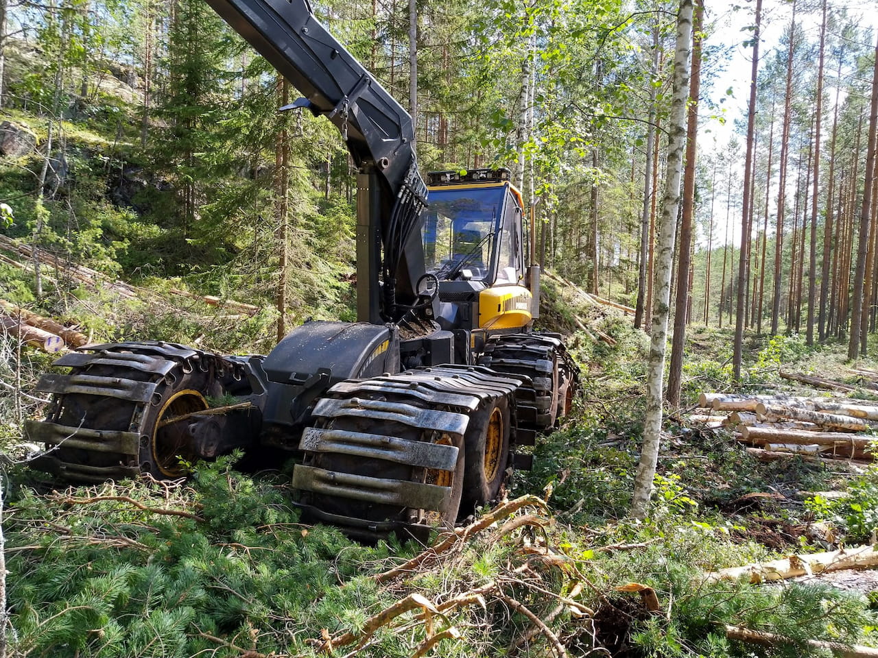 Marraskuun puumarkkinakatsaus: Ennusteet lupaavat hyvää puumarkkinoille myös vuodeksi 2025