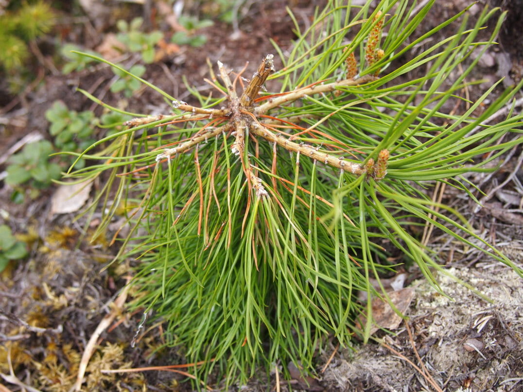 TIEDOTE 1.11.2024, MTK Metsävaliokunta Kaakkois-Suomi