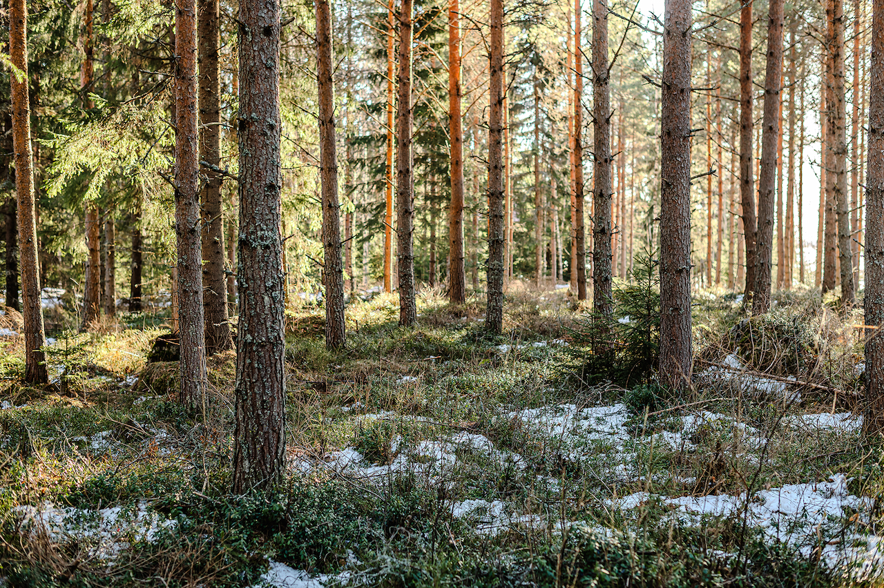 En skog i solsken